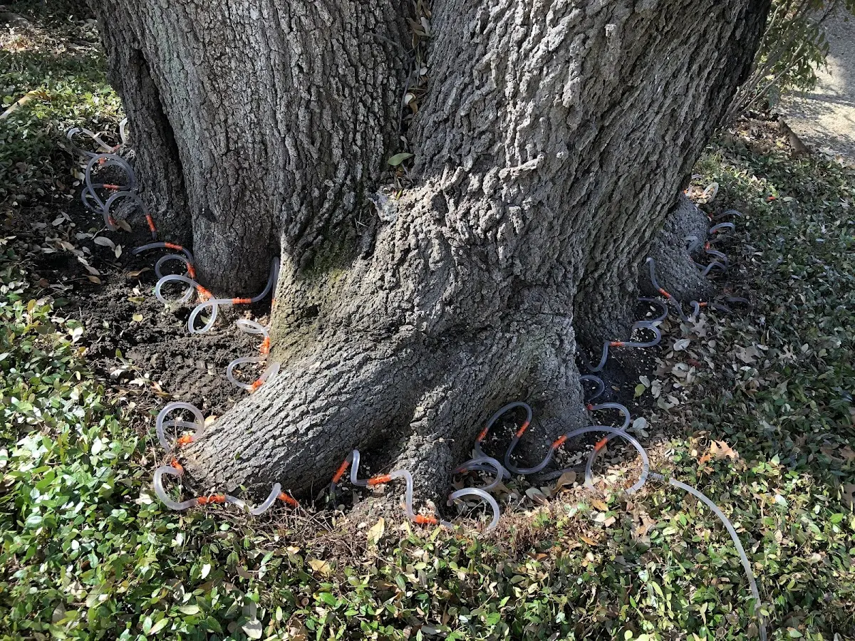 Detailed Tree Cabling and Bracing job site in Millington